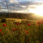 Un printemps de coquelicots