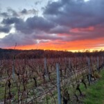 Vignes au coucher du soleil